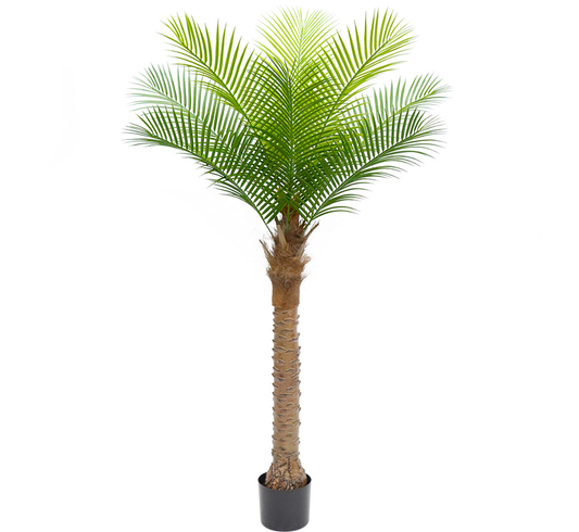 Coconut Tree 160cm