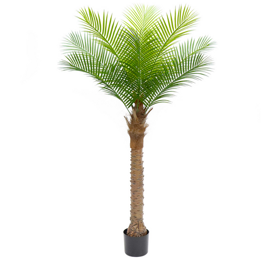 Coconut Tree 160cm