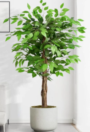 straight banyan tree