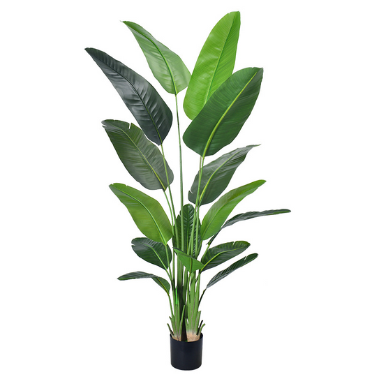 180cm Traveler's Banana