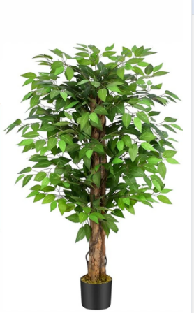 straight banyan tree
